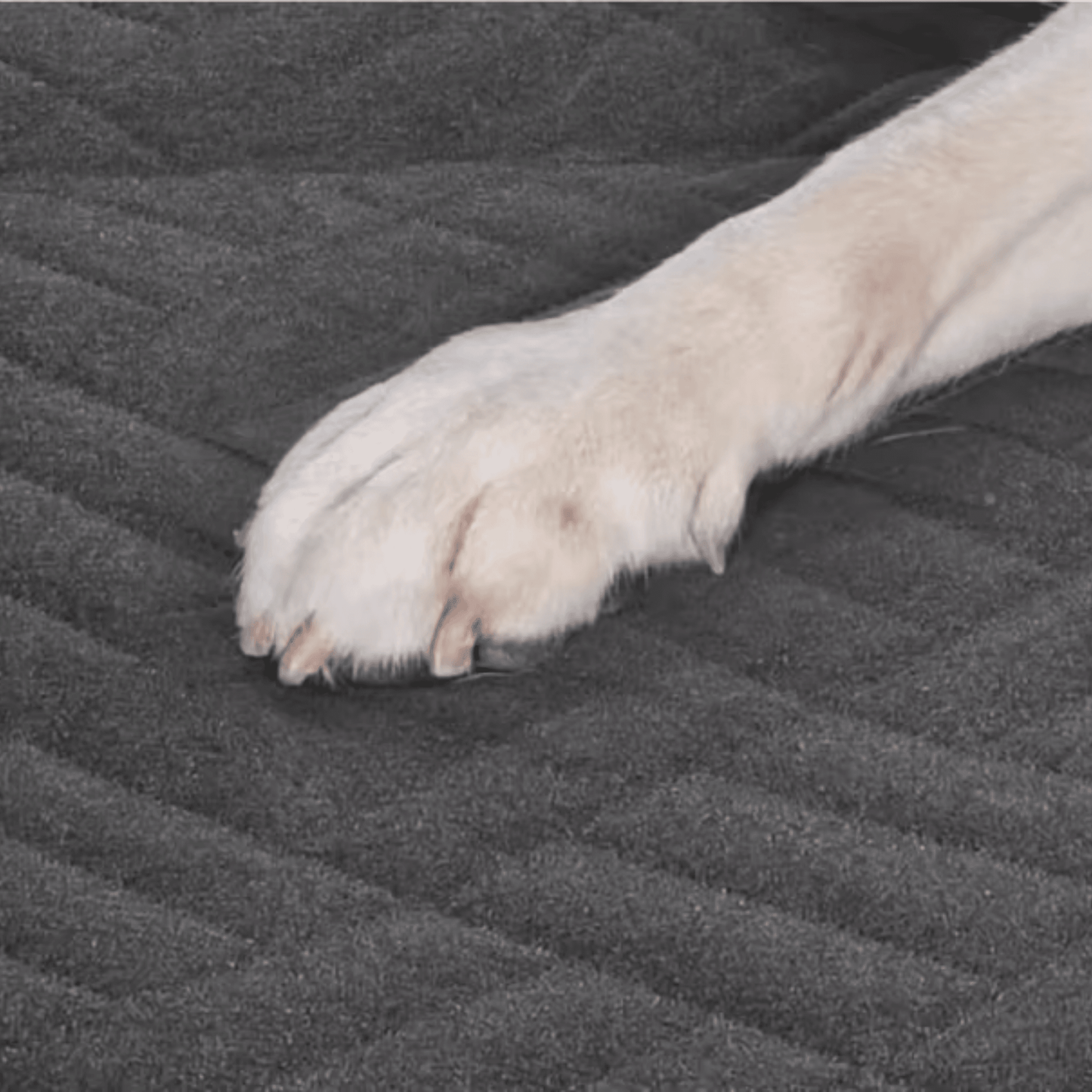 Scratchproof Dog Car Seat Cover - Autotrendix